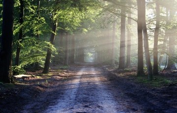 Landesforst MV Mobile Forstverwaltung