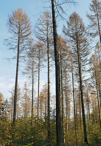 Abb.1: Abgestorbene Fichten am Südhang des Teutoburger Waldes, Herbst 2019, Foto: con terra